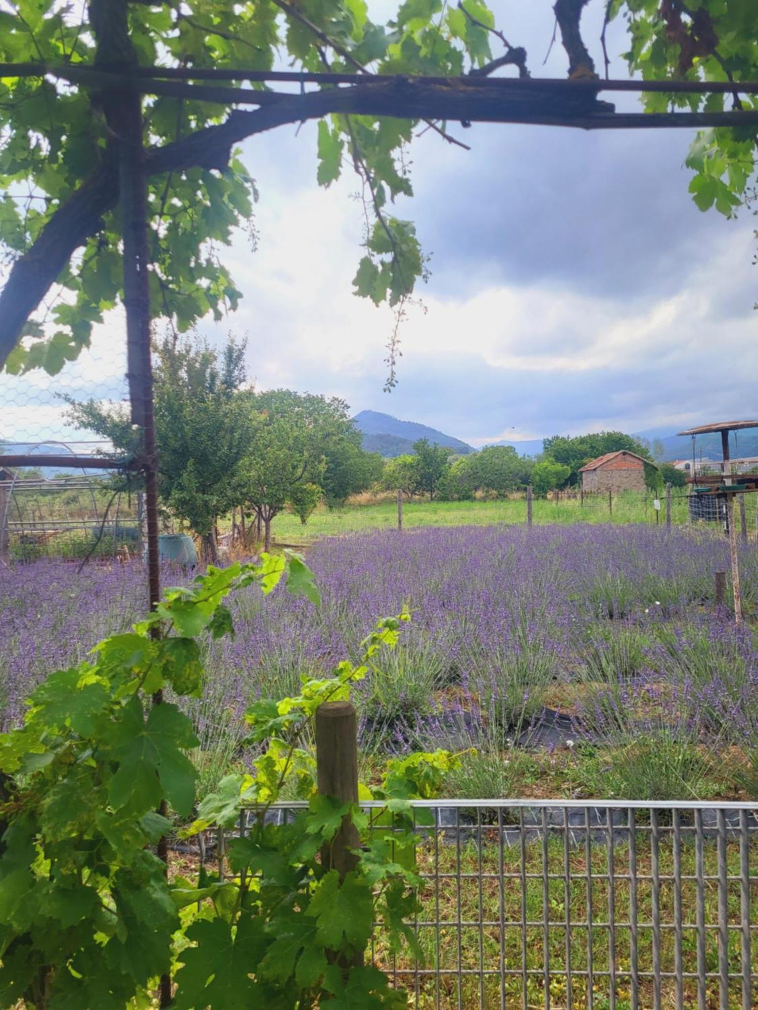Salvia E Rosmarino - In Liguria * Villanova d'Albenga