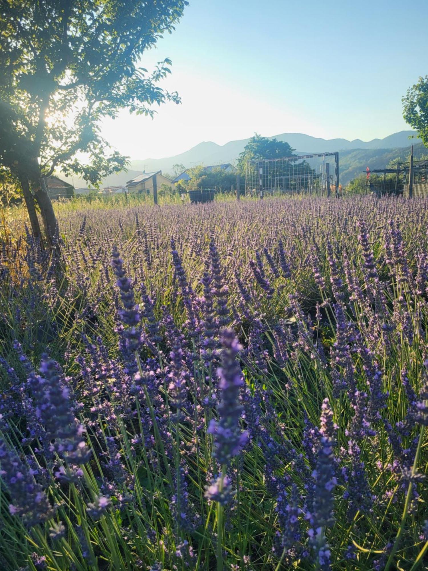 Salvia E Rosmarino - In Liguria Villanova d'Albenga