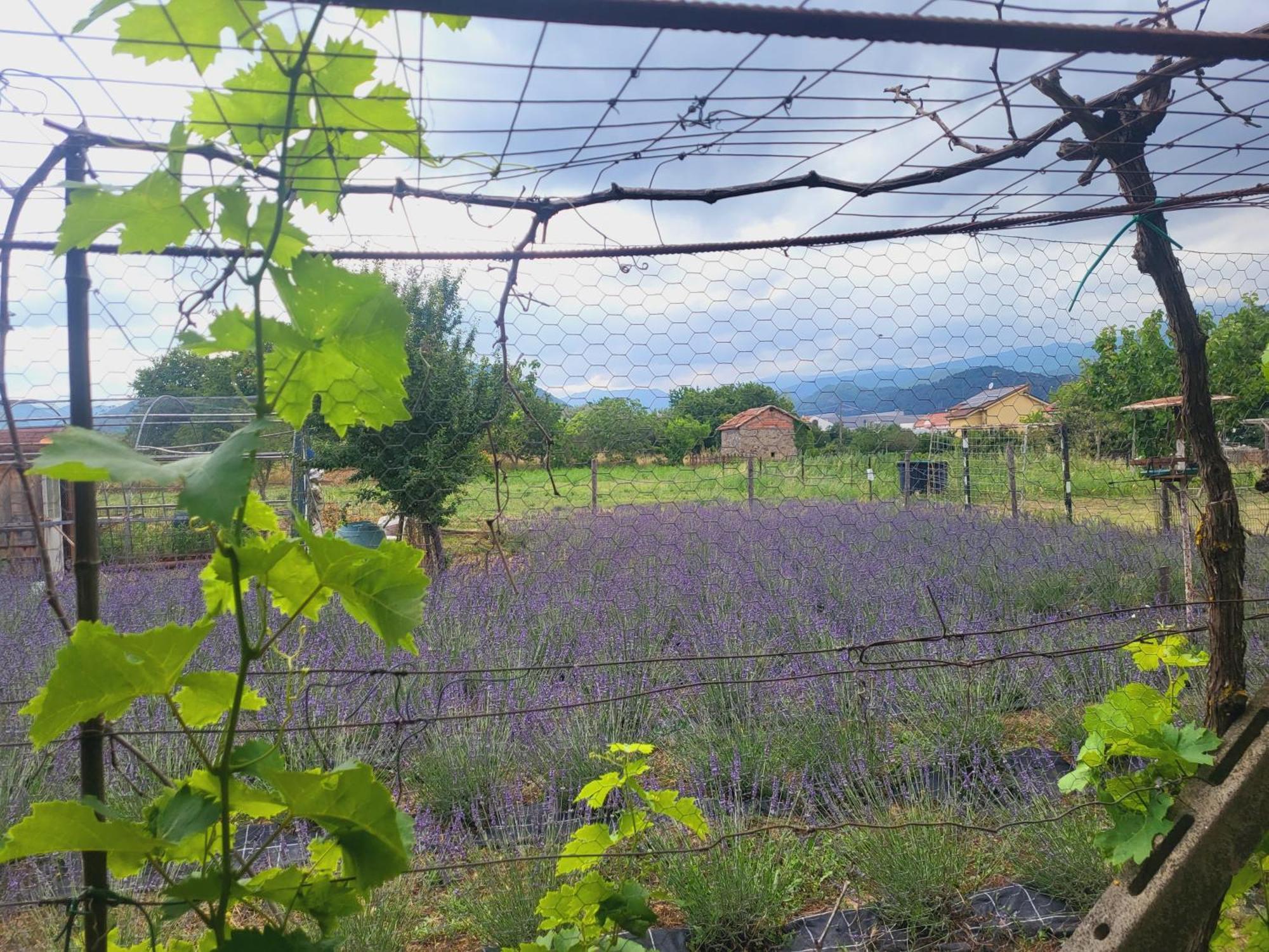 Salvia E Rosmarino - In Liguria Casa de hóspedes