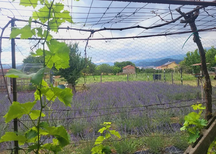 Salvia E Rosmarino - Affittacamere In Liguria